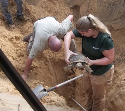 Rescuing the Gopher Tortoise